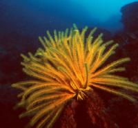 Coral 1