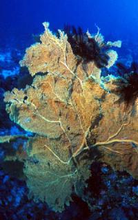 Coral 2