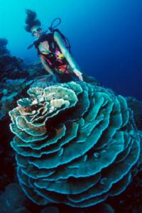Coral 10