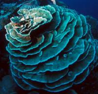 Coral 12
