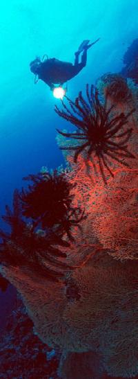 Coral 17