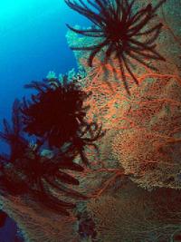 Coral 20