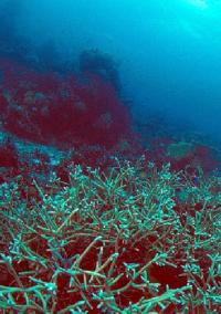 Coral 23