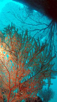 Coral 37