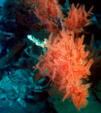 Coral 44