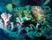 Coral 46
