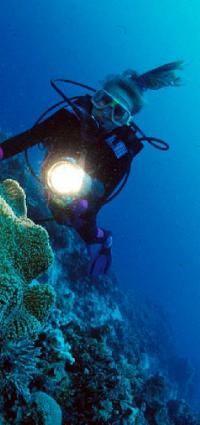 Coral 52