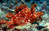 Coral 71