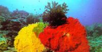 RedYellowCoral